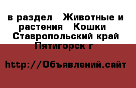  в раздел : Животные и растения » Кошки . Ставропольский край,Пятигорск г.